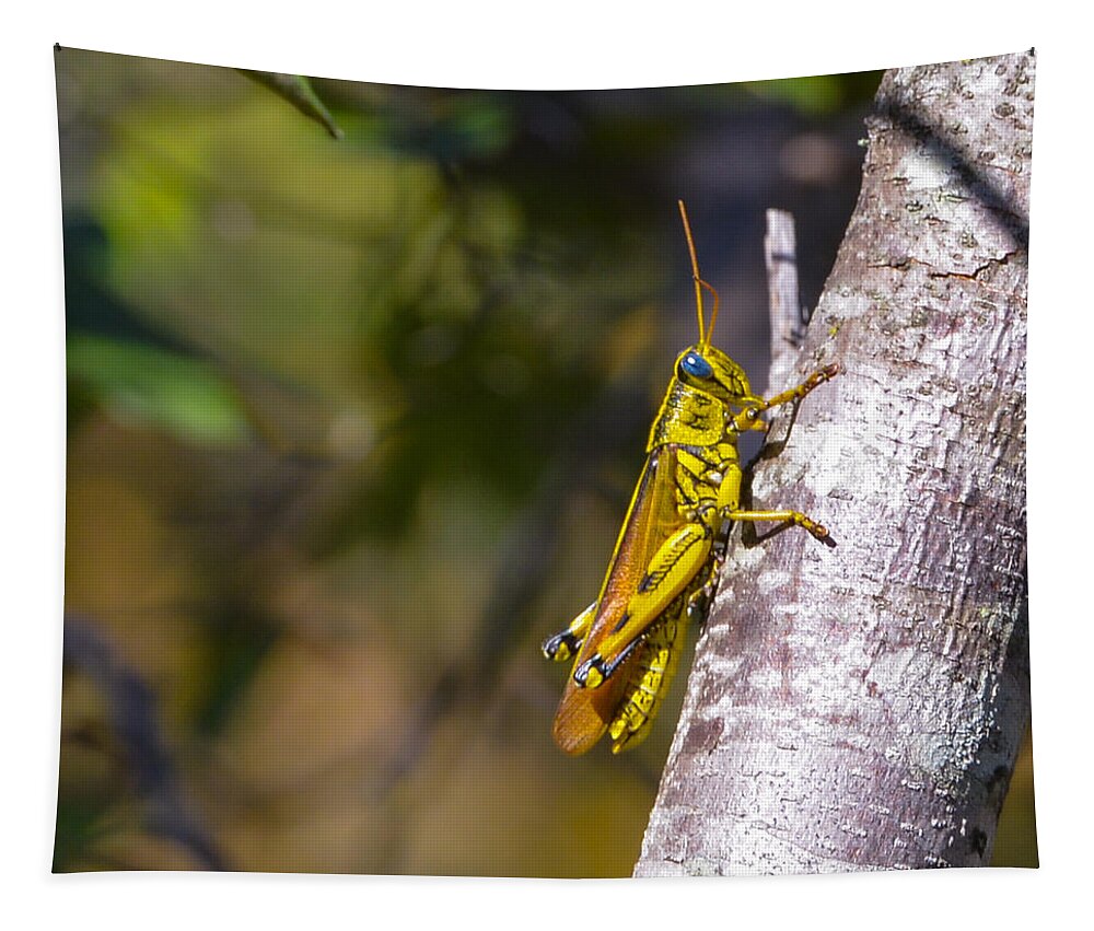 Grasshopper Tapestry featuring the photograph Grasshopper by John Johnson
