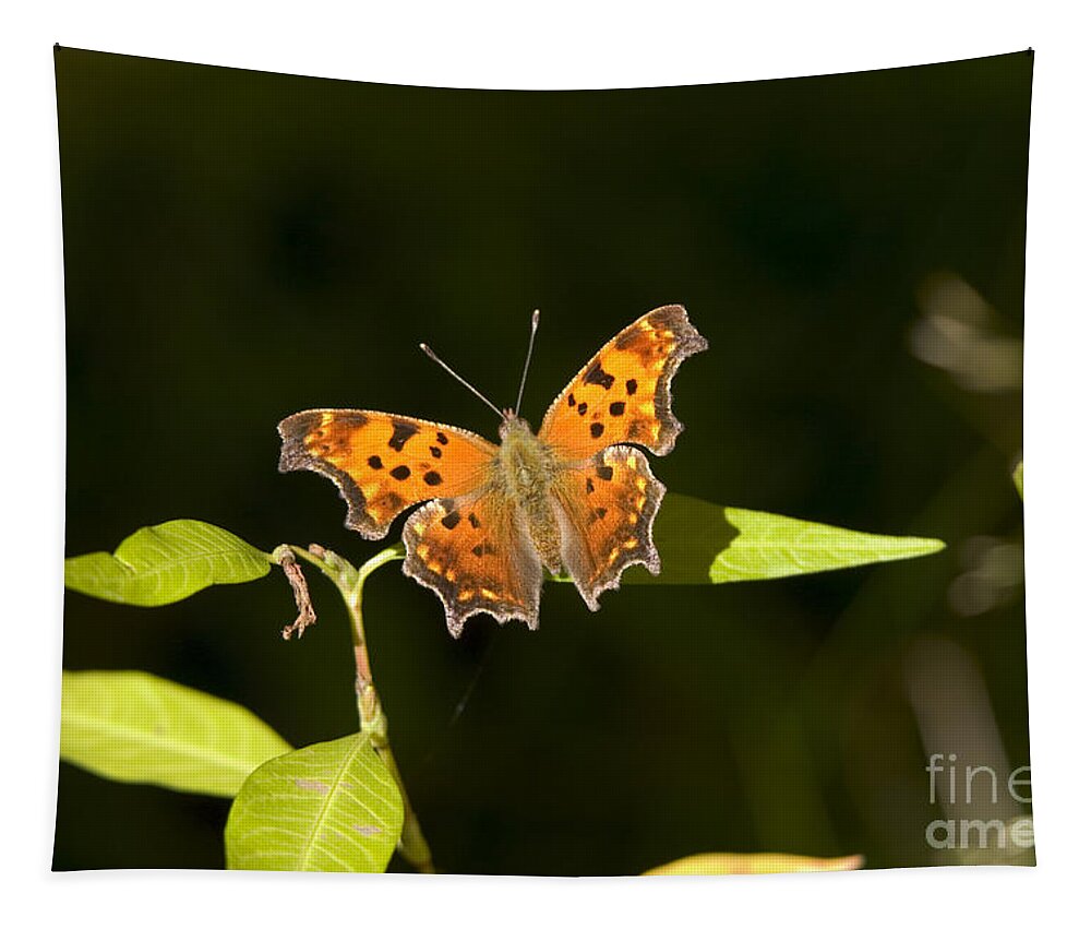 Fauna Tapestry featuring the photograph Gray Comma Butterfly by Gregory K Scott