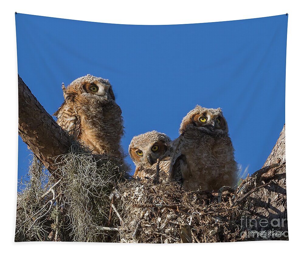 Bradenton Tapestry featuring the photograph Great Horned Owl Chicks by Sue Karski