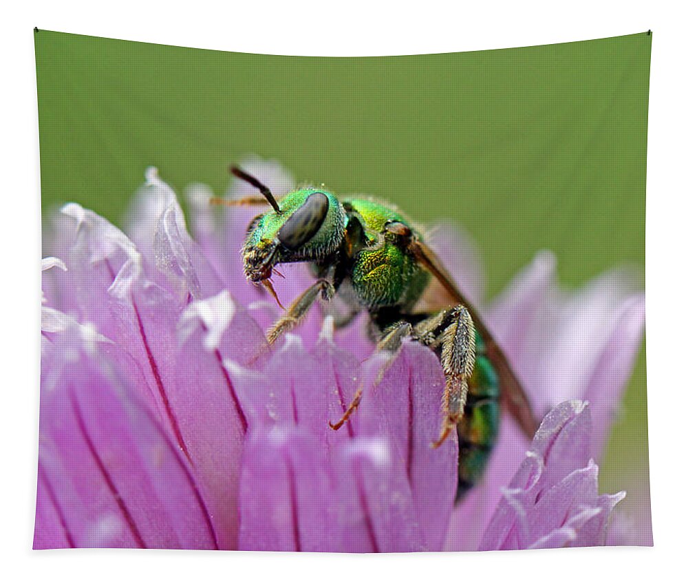 Insects Tapestry featuring the photograph Green Envy by Jennifer Robin