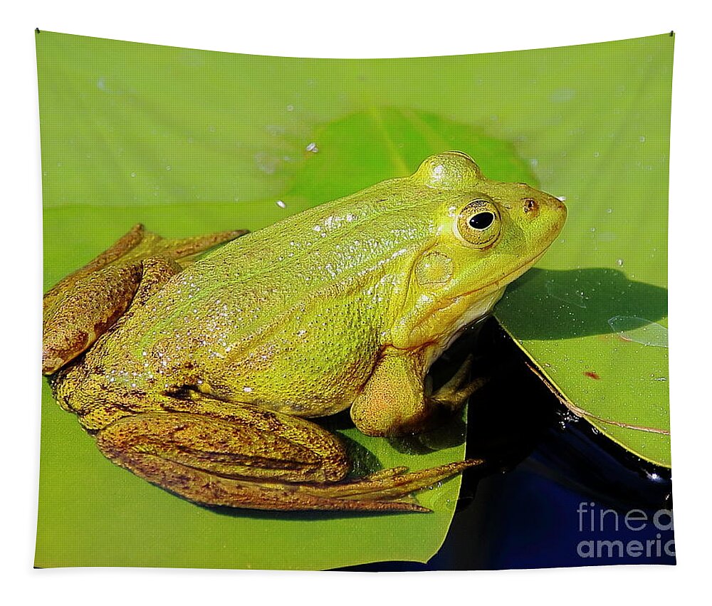 Frogs Tapestry featuring the photograph Green Frog 2 by Amanda Mohler
