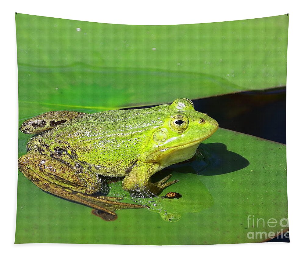 Frogs Tapestry featuring the photograph Green Frog by Amanda Mohler