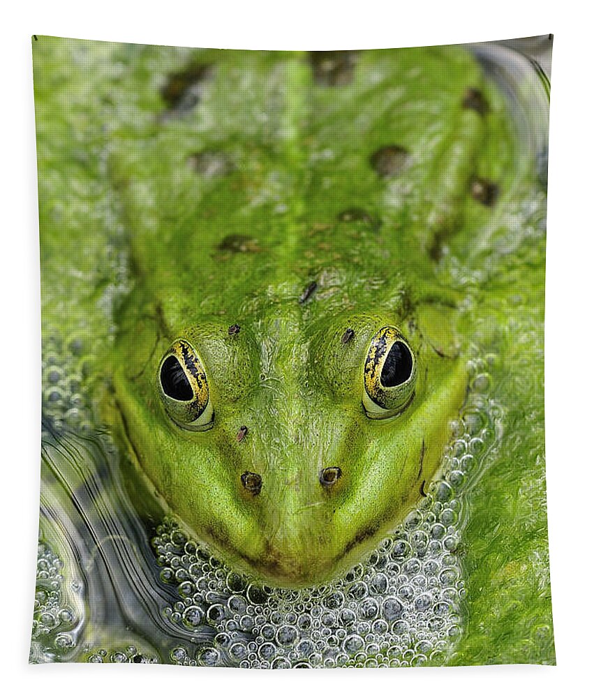 Frog Tapestry featuring the photograph Green Frog by Matthias Hauser