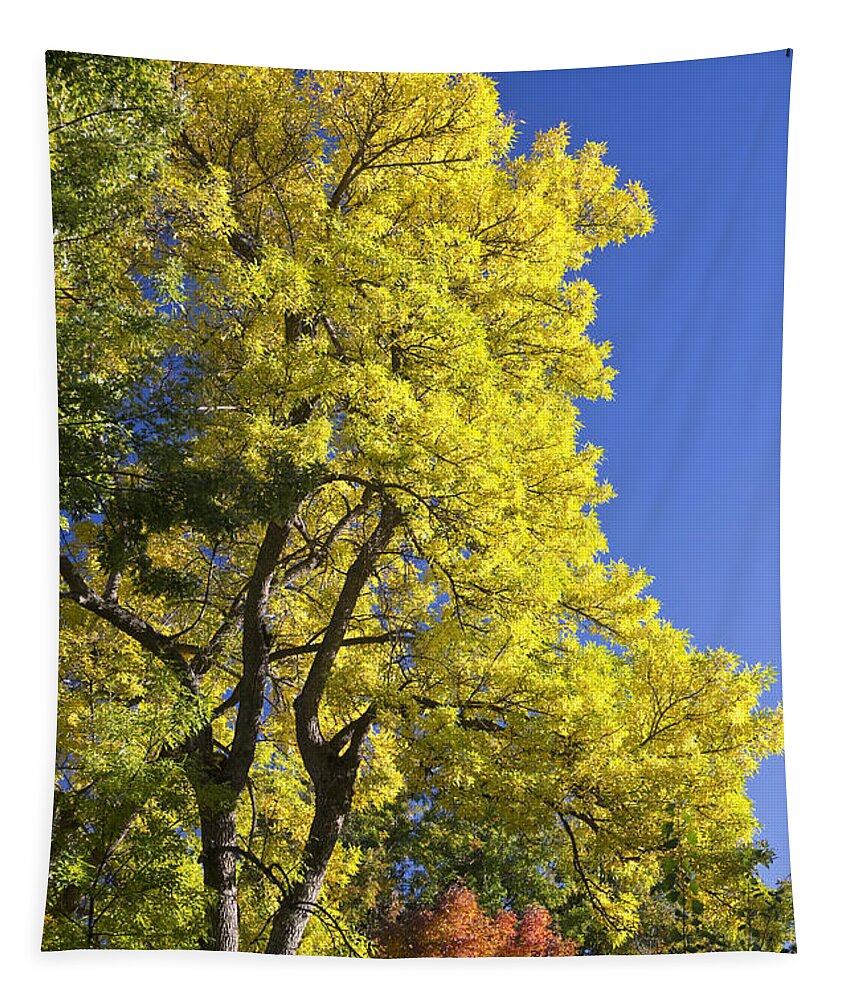 Autumn Tapestry featuring the photograph Green Orange Yellow and Blue by James BO Insogna