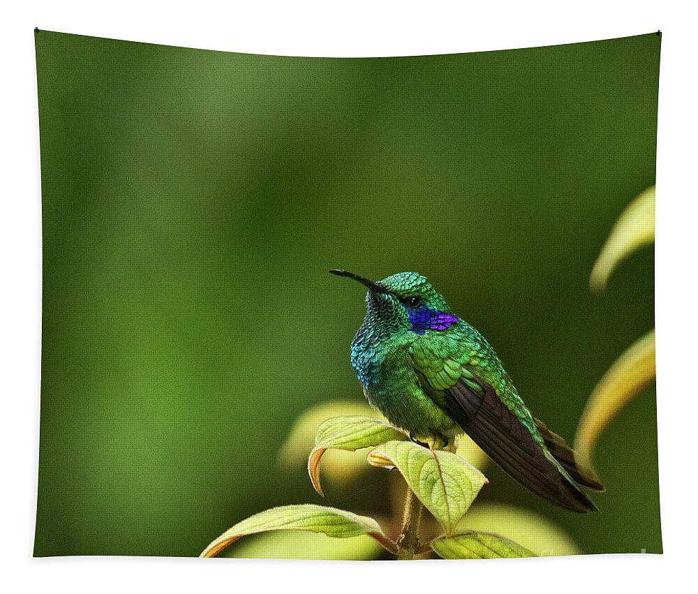 Bird Tapestry featuring the photograph Green Violetear Hummingbird by Heiko Koehrer-Wagner