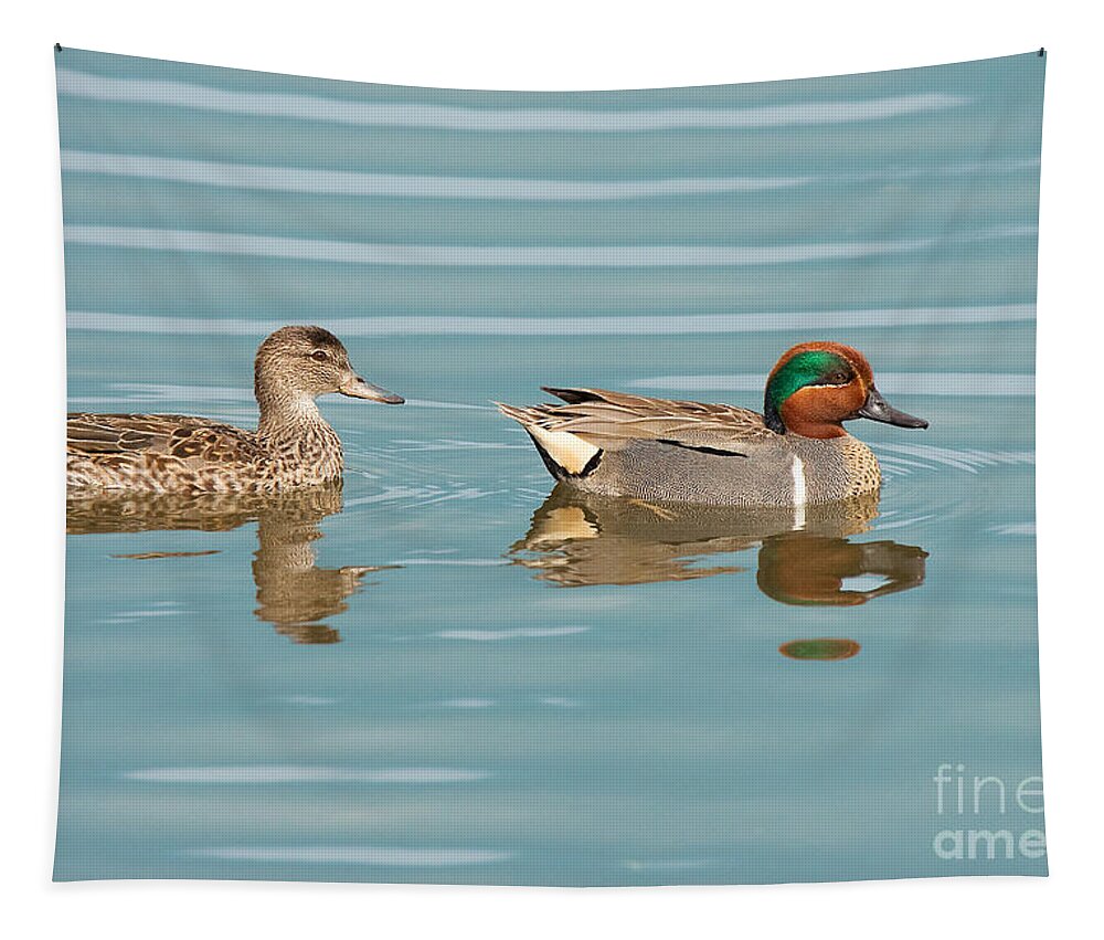 Green Winged Teal Tapestry featuring the photograph Green Winged Teal Couple Newport Beach California by Ram Vasudev