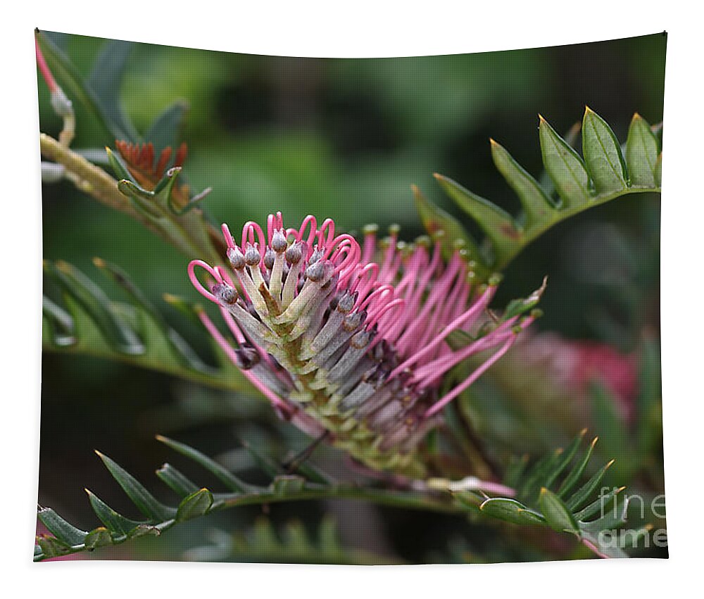 Grevillea Towera Tapestry featuring the photograph Grevillea by Joy Watson