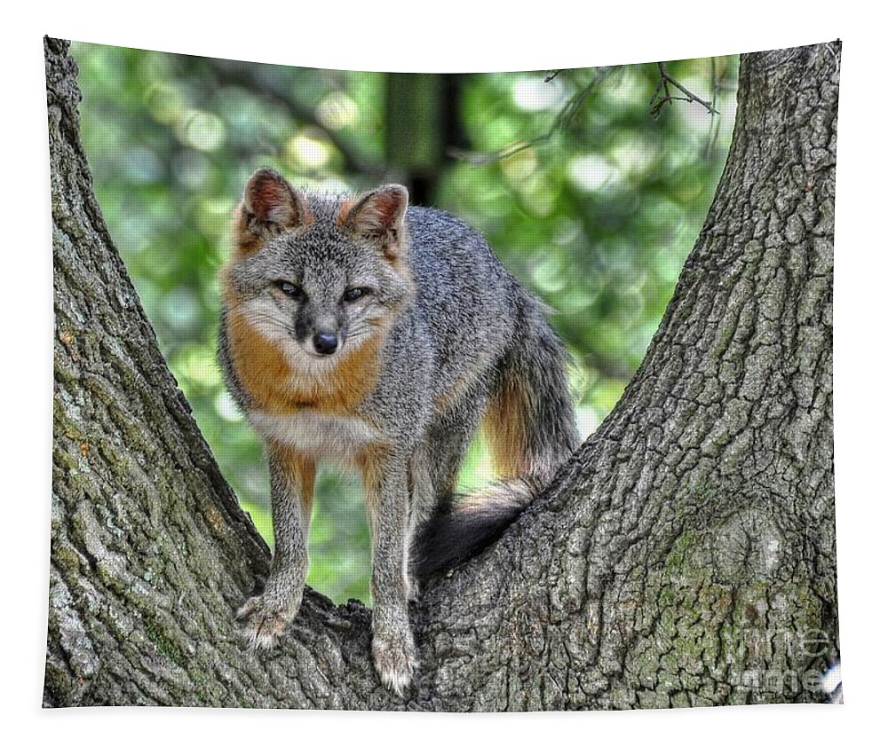 Fox Tapestry featuring the photograph Grey Fox In A Tree by Kathy Baccari