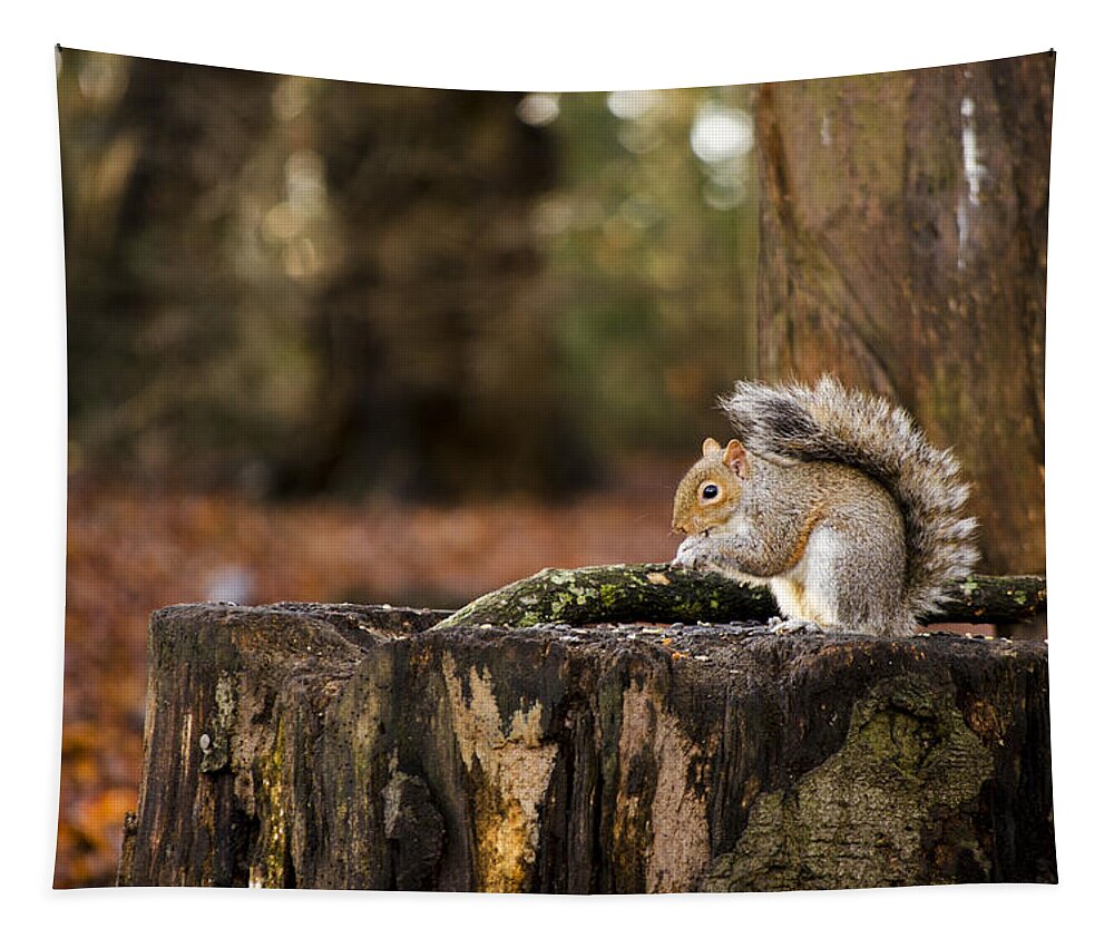 Squirrel Tapestry featuring the photograph Grey Squirrel on a Stump by Spikey Mouse Photography