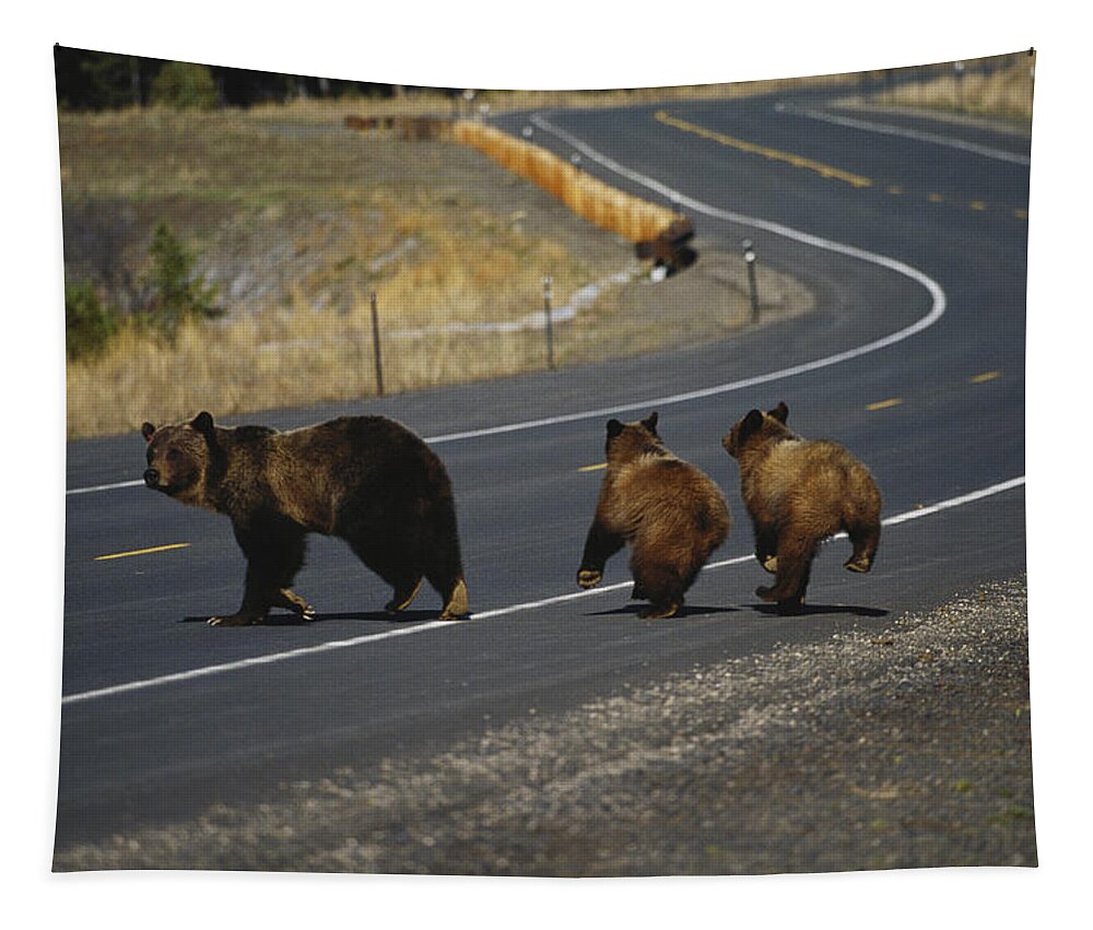 Animal Tapestry featuring the photograph Grizzlies Cross A Road by Thomas And Pat Leeson
