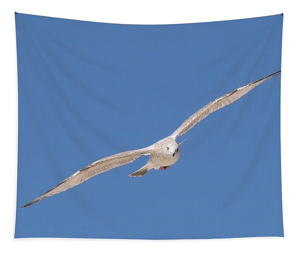 Sea Tapestry featuring the photograph Gull in Flight - 2 by Christy Pooschke