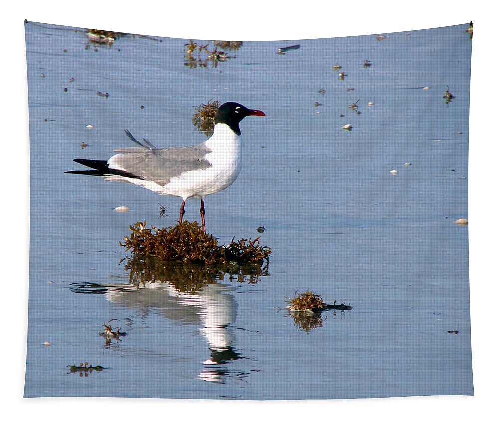 Seagull Tapestry featuring the photograph Gull In Seaweed by Linda Cox