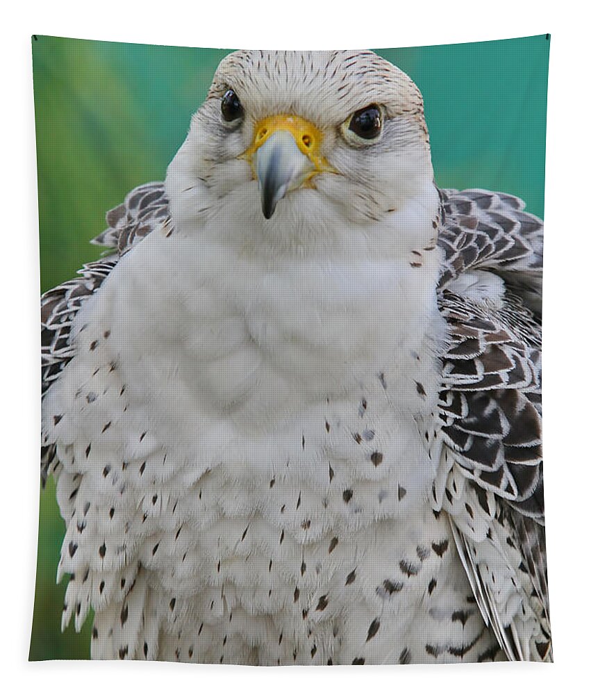 Gyrfalcon Tapestry featuring the photograph Gyrfalcon by Deborah Benoit