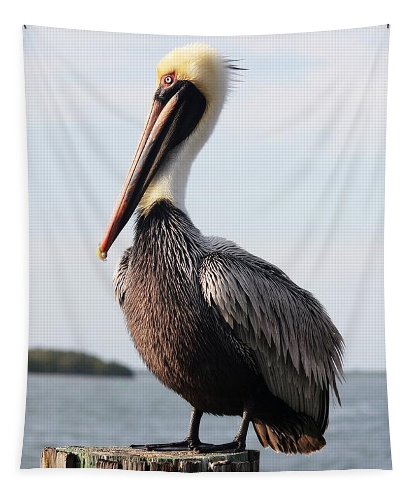 Pelican Tapestry featuring the photograph Handsome Brown Pelican by Carol Groenen