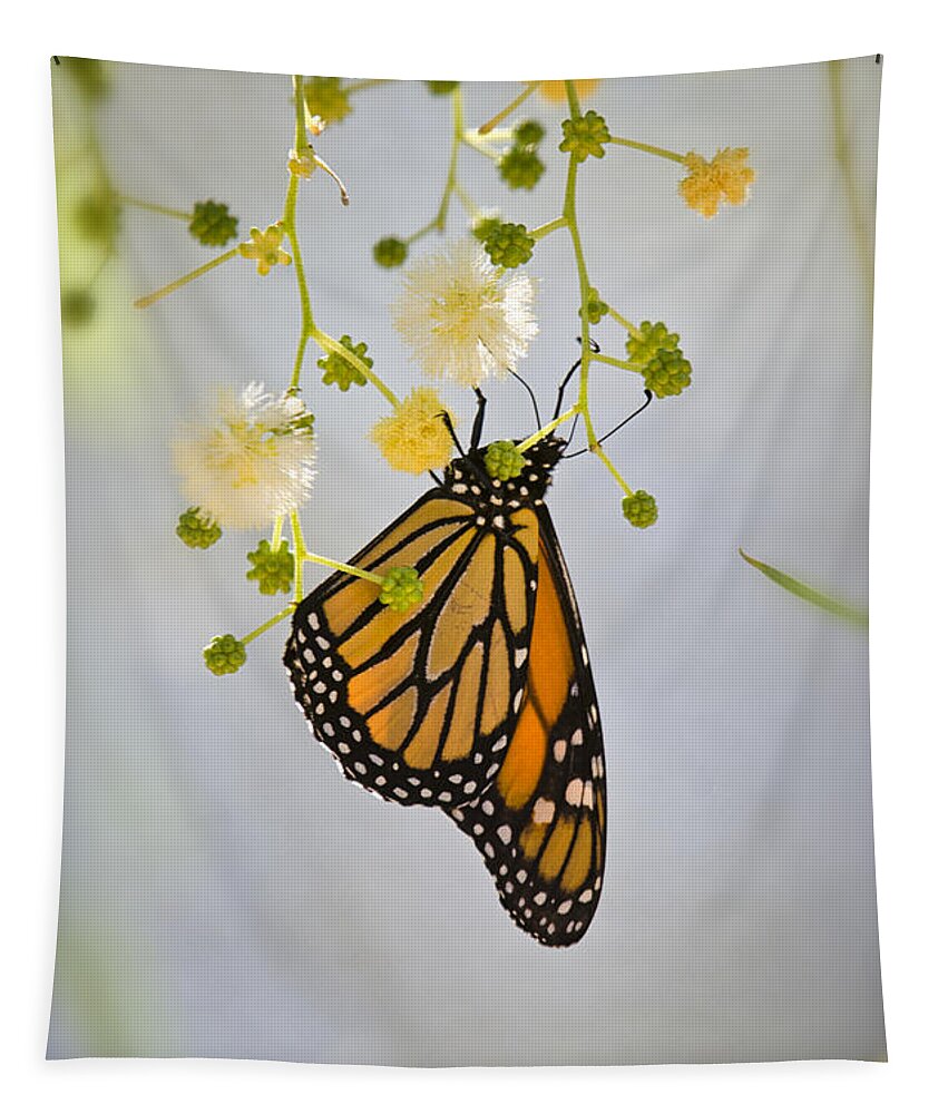 Monarch Butterfly Tapestry featuring the photograph Hang On by Saija Lehtonen