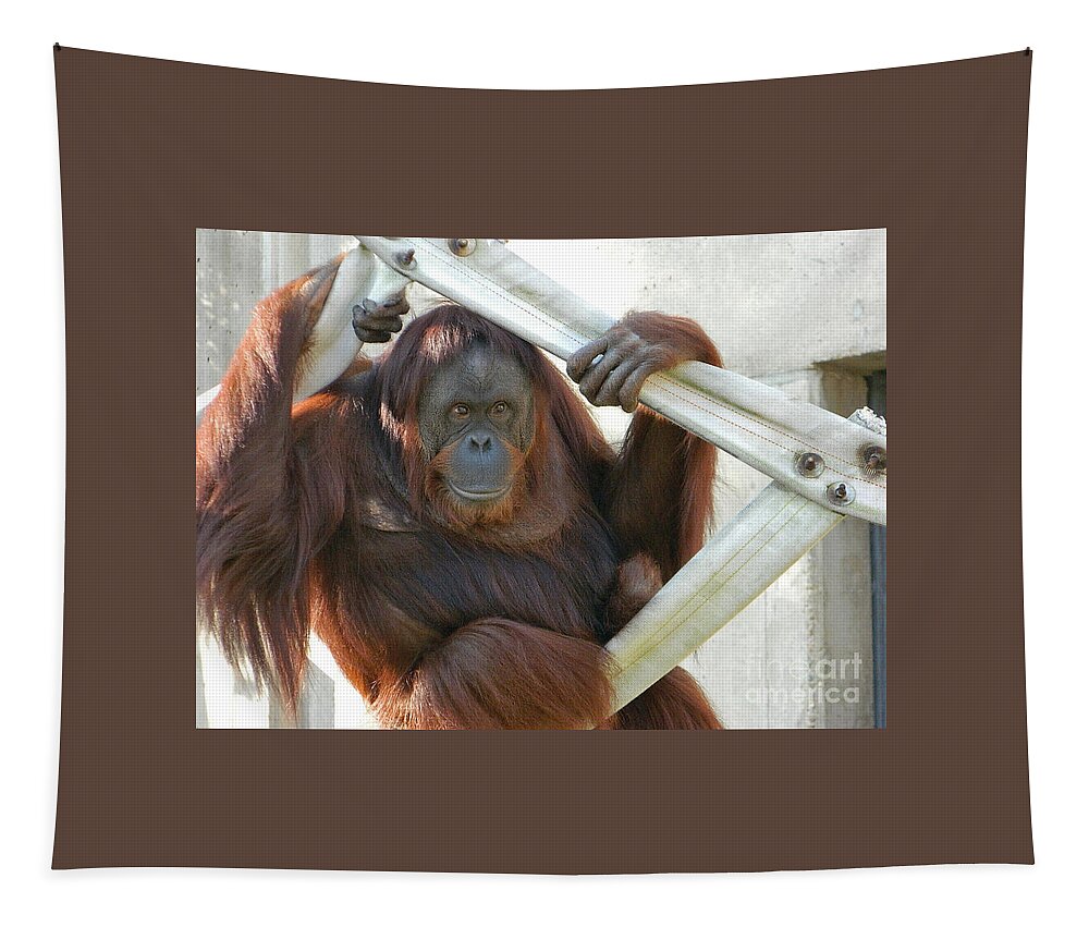 Hanging Out - Melati The Orangutan Tapestry featuring the photograph Hanging Out - Melati the Orangutan by Emmy Vickers