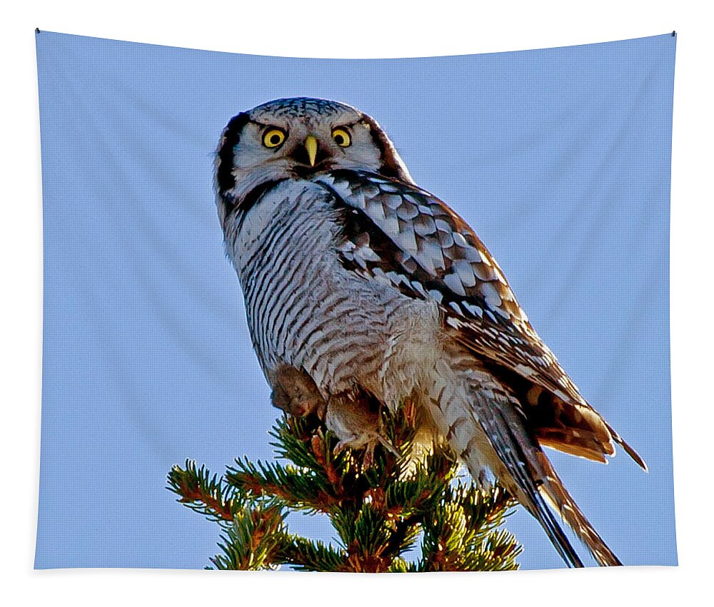 Hawk Owl Square Tapestry featuring the photograph Hawk Owl square by Torbjorn Swenelius