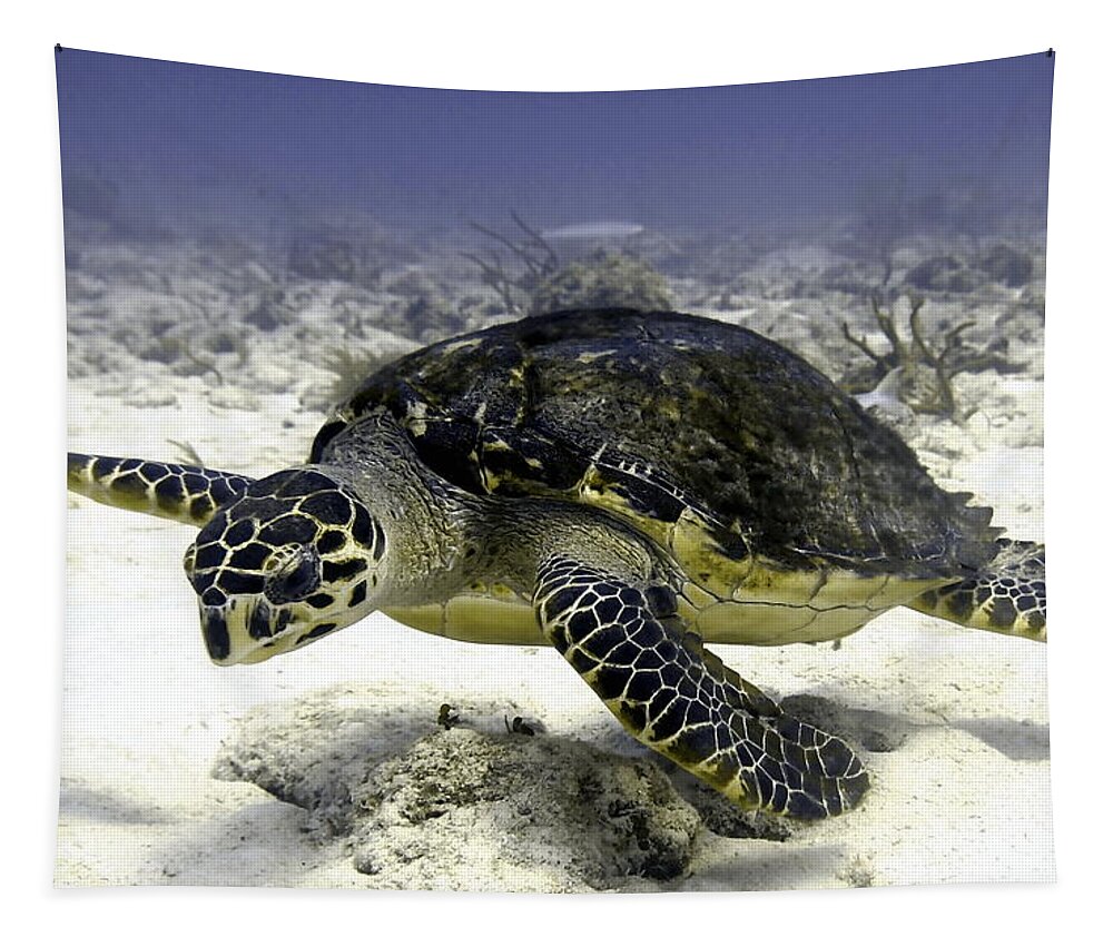 Turtle Tapestry featuring the photograph Hawksbill Caribbean Sea Turtle by Amy McDaniel
