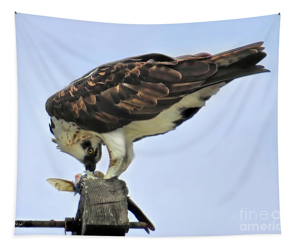 Osprey Tapestry featuring the photograph Head Twisting Osprey by Jennie Breeze