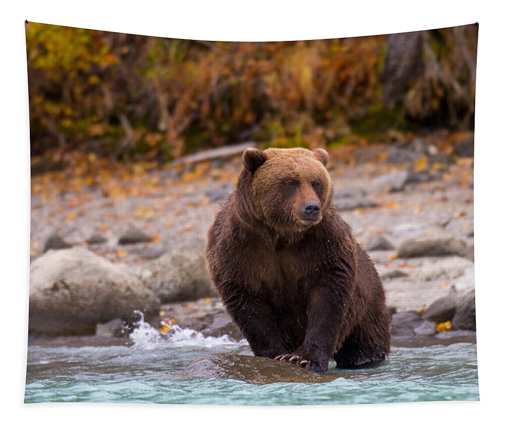 Bear Tapestry featuring the photograph Headed In by Kevin Dietrich