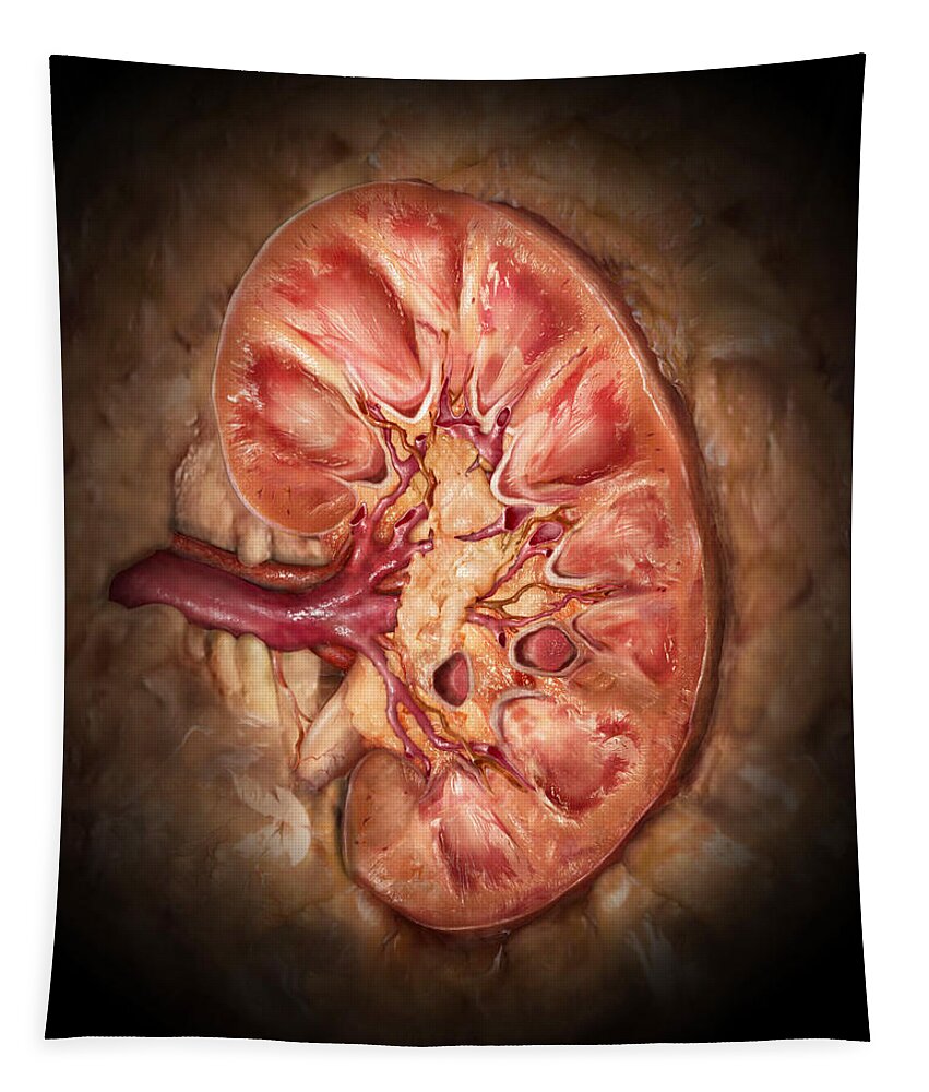 Adrenal Gland Tapestry featuring the photograph Healthy Kidney, Coronal Section by Anatomical Travelogue