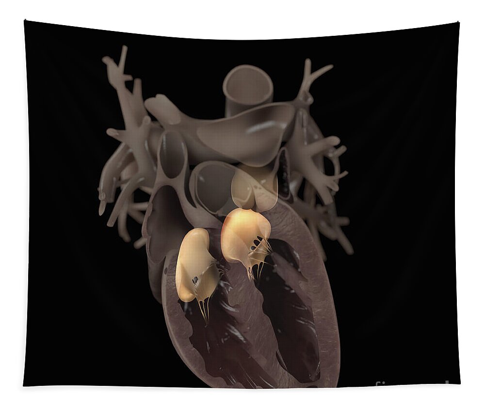 Circulation Tapestry featuring the photograph Heart Anatomy by Science Picture Co