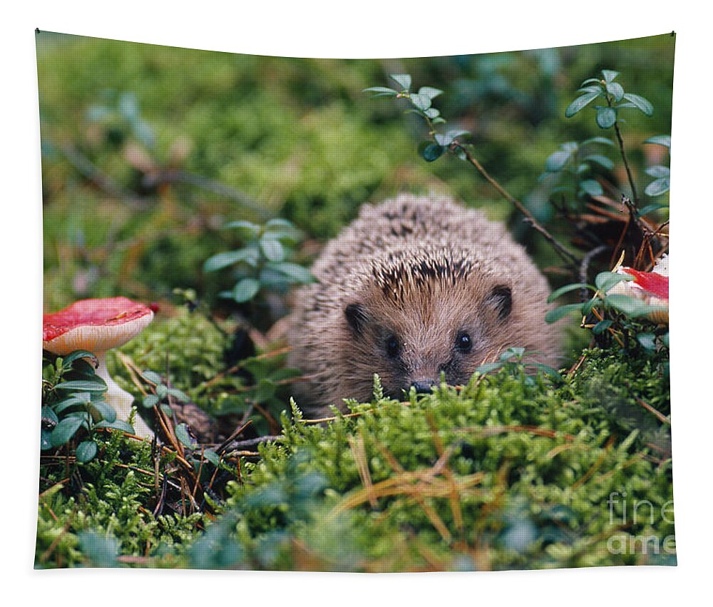 Hedgehog Tapestry featuring the photograph Hedgehog, Russia by Art Wolfe