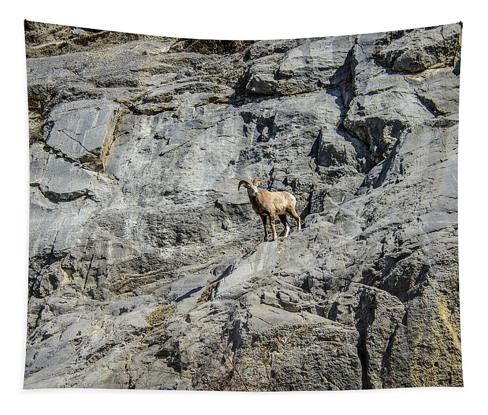 Big Horn Sheep Tapestry featuring the photograph Big Horn Sheep Coming Down The Mountain by Roxy Hurtubise