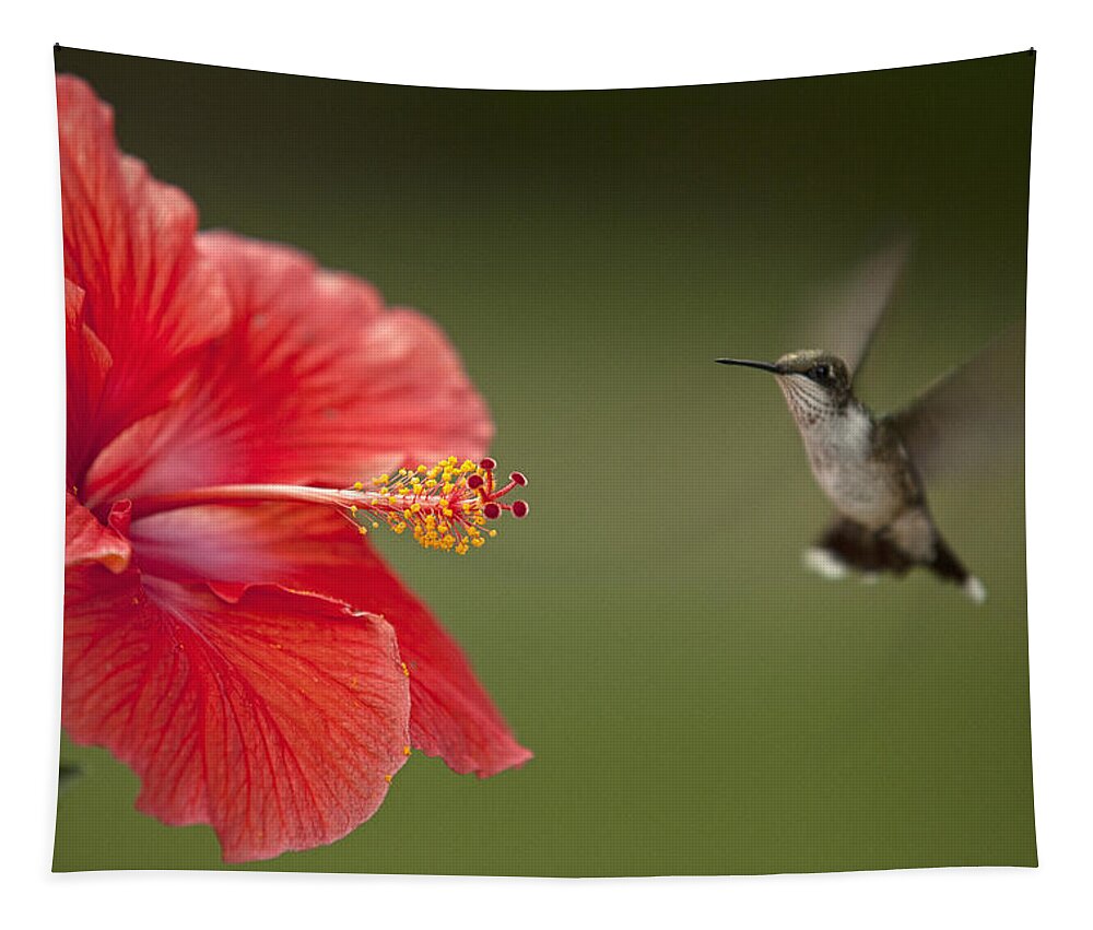 Hummingbird Tapestry featuring the photograph Hibiscus Hummingbird by John Crothers