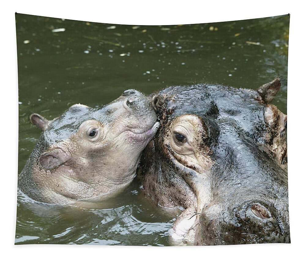 Hippo Tapestry featuring the photograph Hippopotamus And Baby by M. Watson
