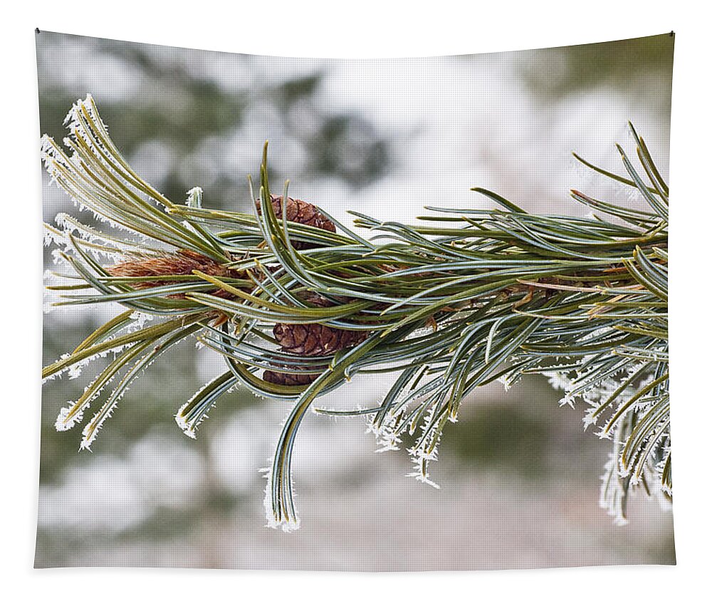 Arboretum Tapestry featuring the photograph Hoar Frost by Steven Ralser