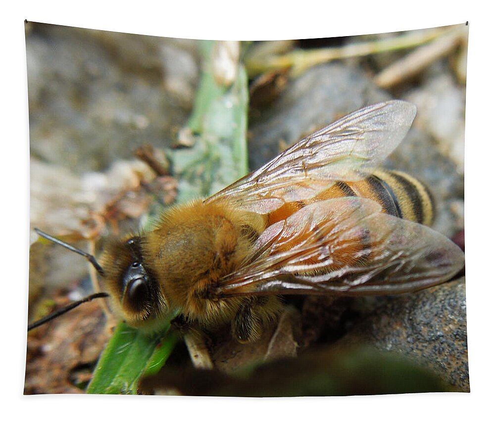 Macro Tapestry featuring the photograph Honey Bee by Pete Trenholm