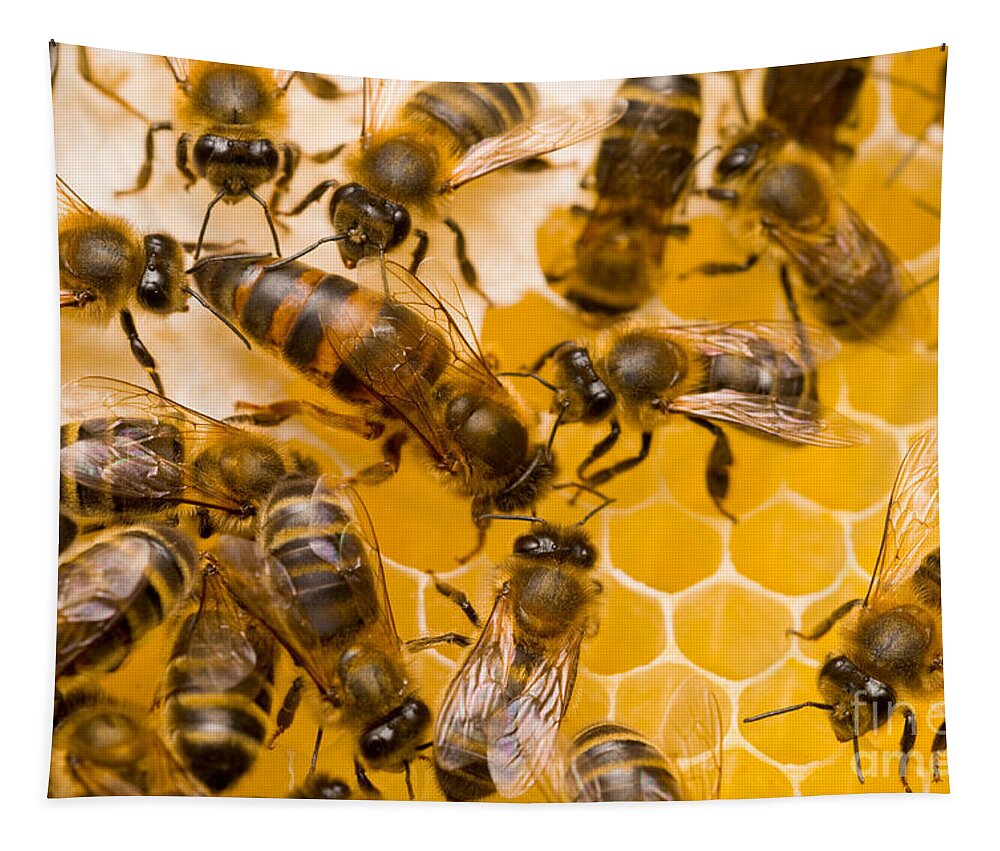 Honey Bees Tapestry featuring the photograph Honeybee Workers And Queen by Mark Bowler