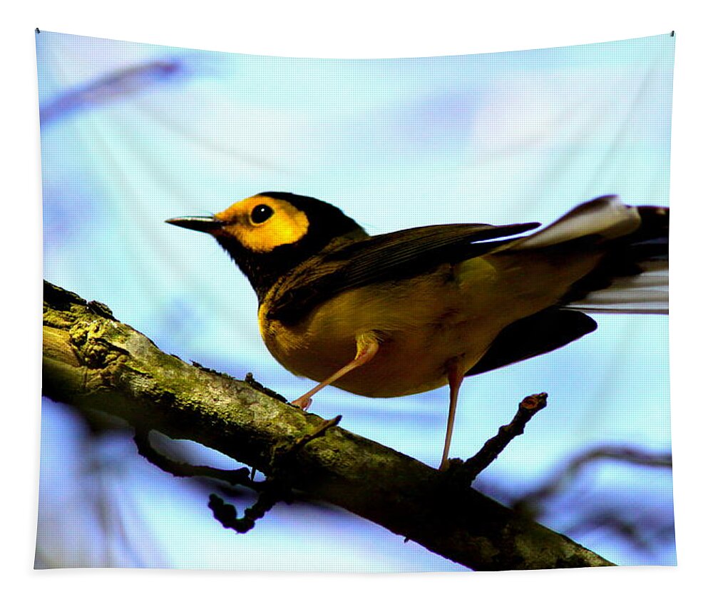 Bird Tapestry featuring the photograph Hooded Warbler - IMG 9290-002 by Travis Truelove