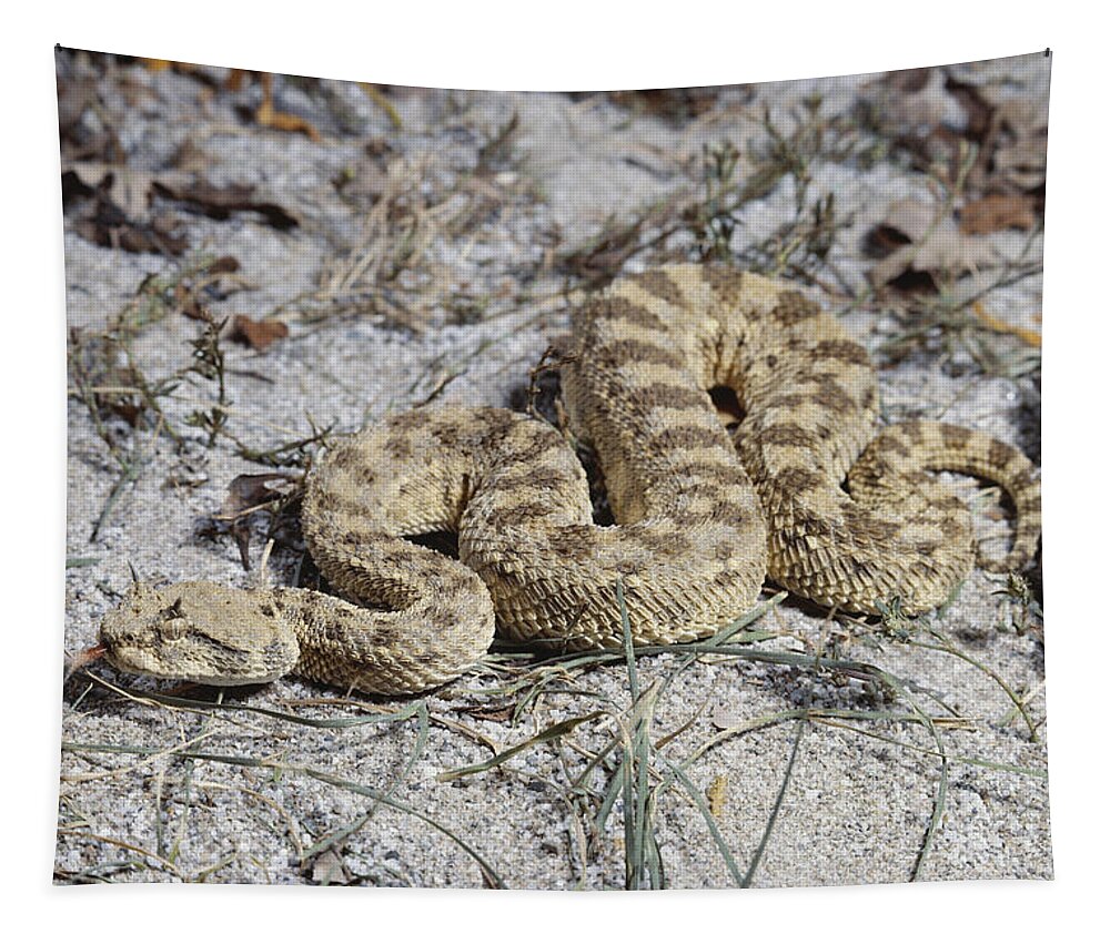 Africa Wildlife Tapestry featuring the photograph Horned Viper by John Mitchell