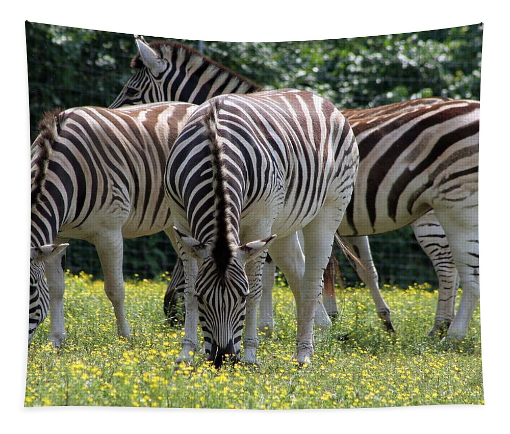Zebra Tapestry featuring the photograph Four Zebras Grazing by Valerie Collins