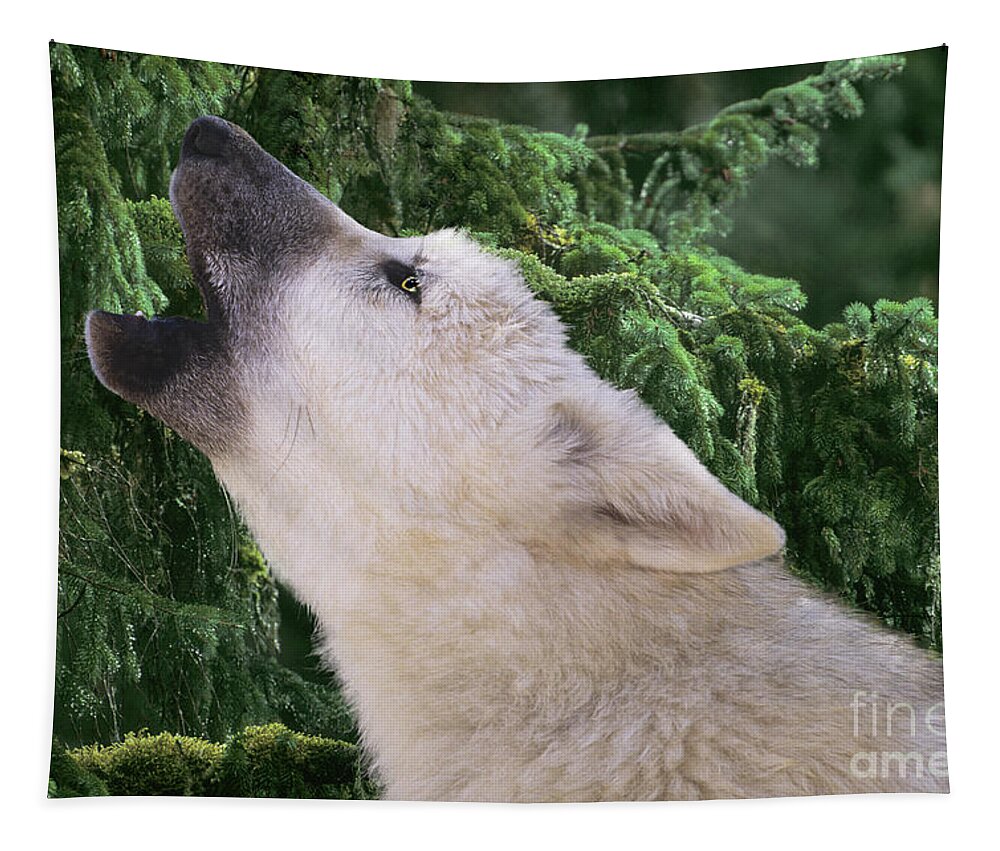 Arctic Wolf Tapestry featuring the photograph Howlling Arctic Wolf Pup Endangered Species Wildlife Rescue by Dave Welling