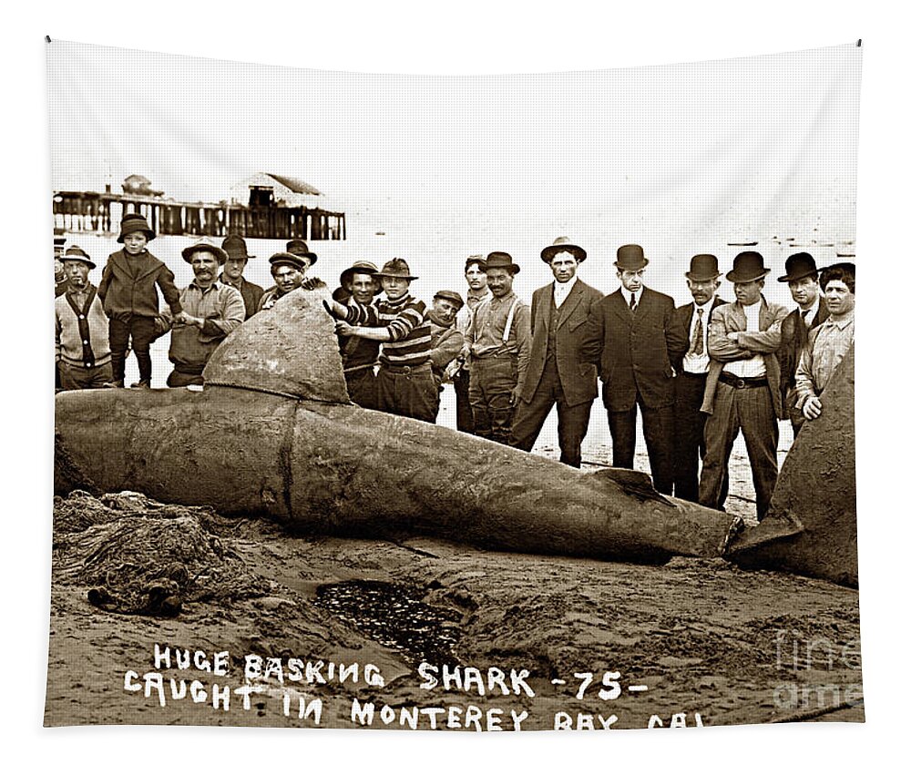 Huge Tapestry featuring the photograph Huge Basking Shark near Fishermans Wharf Monterey California circa 1912 by Monterey County Historical Society