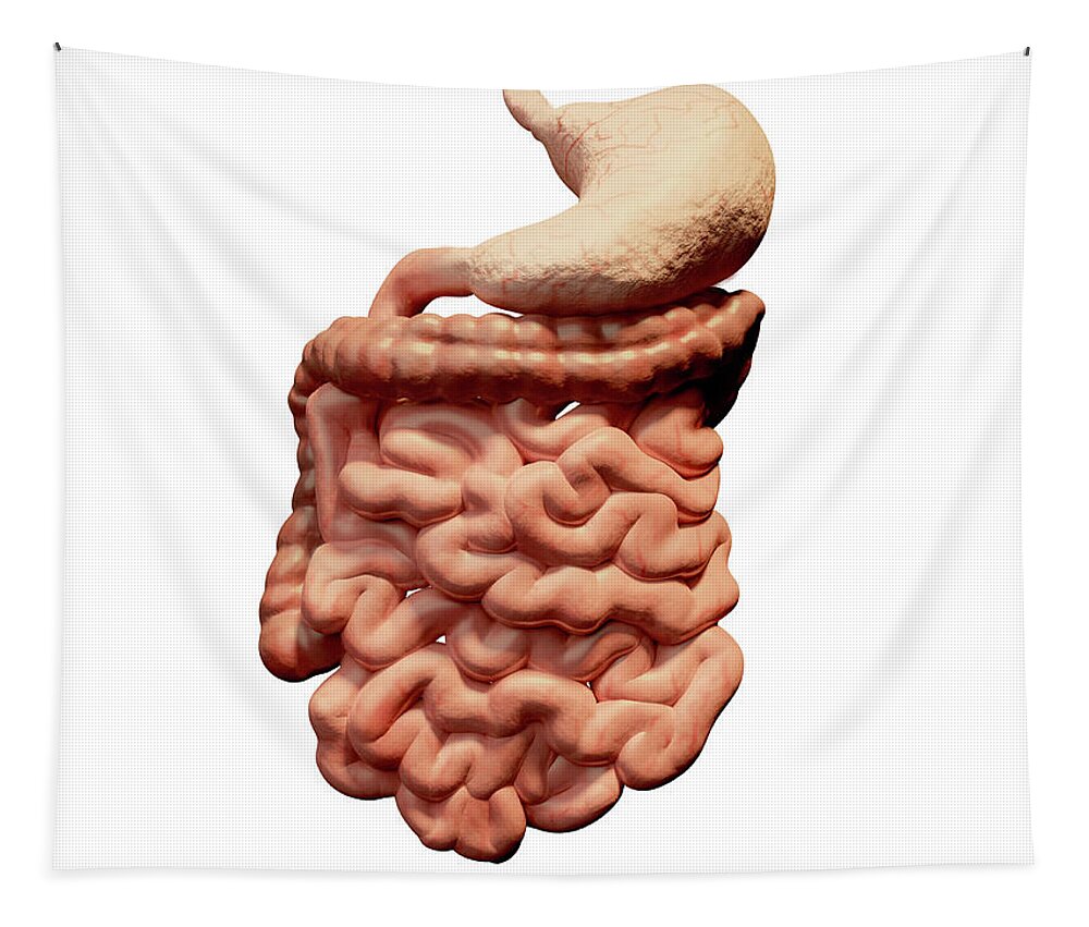 Anatomy Tapestry featuring the photograph Human Digestive System, Illustration by Juan Gaertner