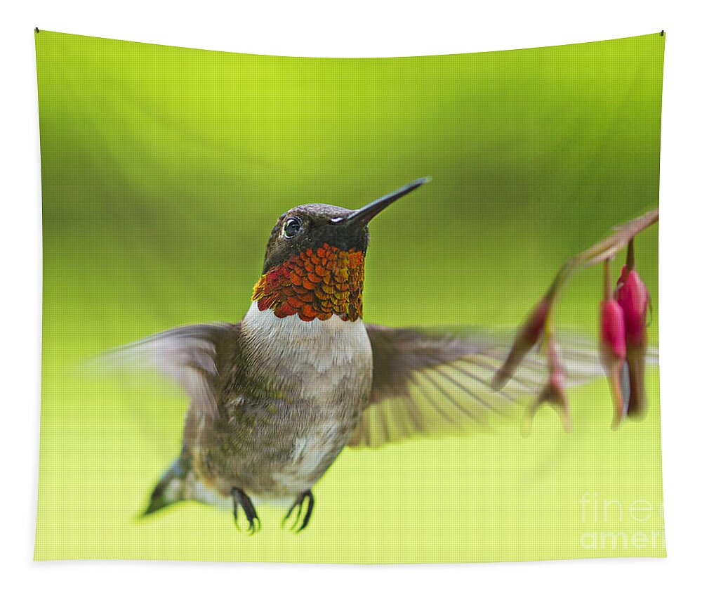 Humming Bird Tapestry featuring the photograph Hummer by Alana Ranney