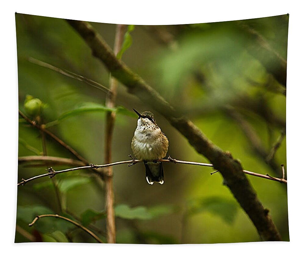 Hummingbird Tapestry featuring the photograph Hummingbird 3 by Tammy Schneider