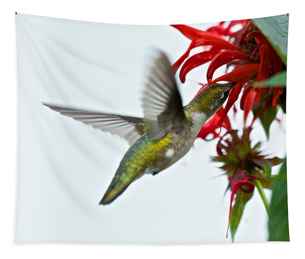 Birds Tapestry featuring the photograph Hummingbird Focused on the Scarlet Bee Balm by Kristin Hatt