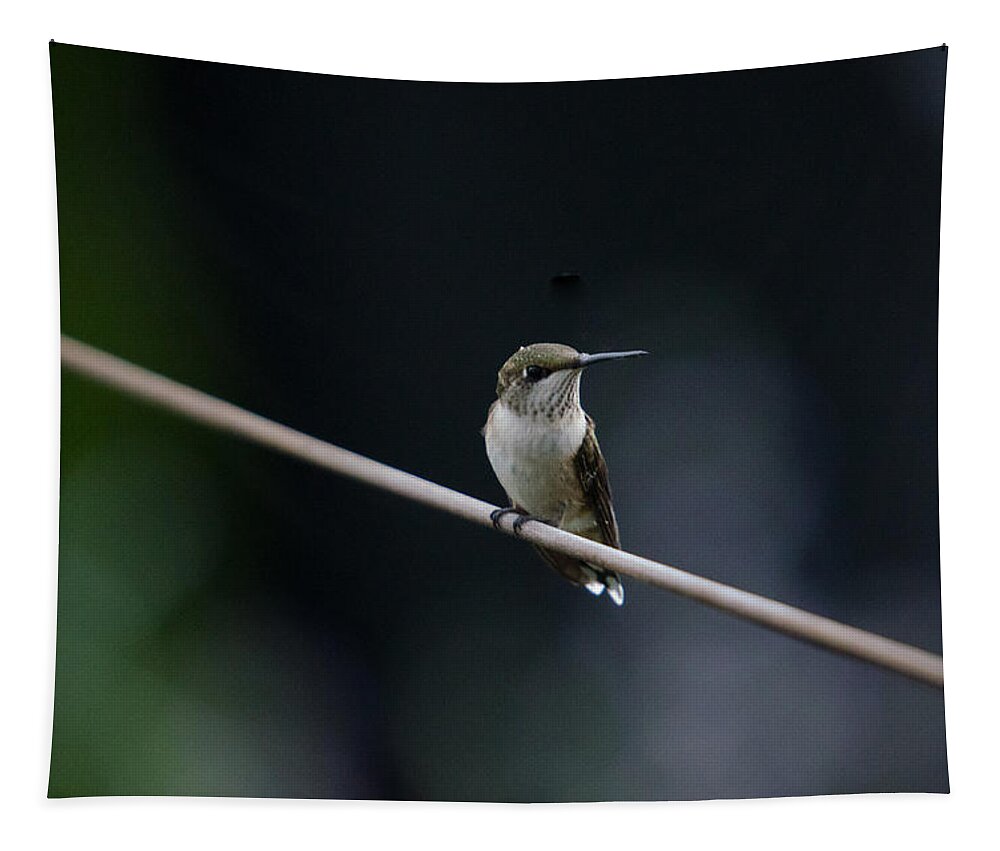 Bird Tapestry featuring the photograph Hummingbird on a Wire by Gary Wightman