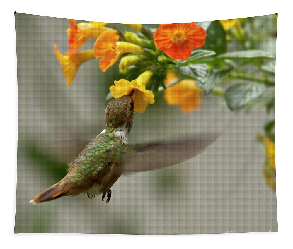 Bird Tapestry featuring the photograph Hummingbird sips Nectar by Heiko Koehrer-Wagner