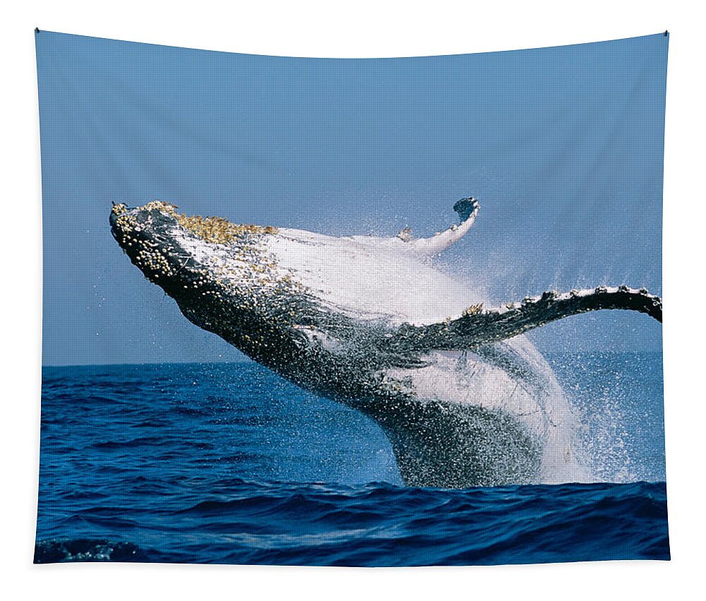 Photography Tapestry featuring the photograph Humpback Whale Megaptera Novaeangliae by Panoramic Images