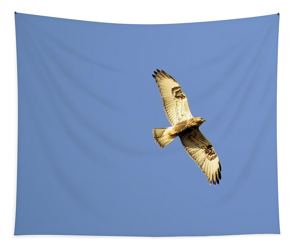 Hawk Tapestry featuring the photograph Hunting by Bonfire Photography