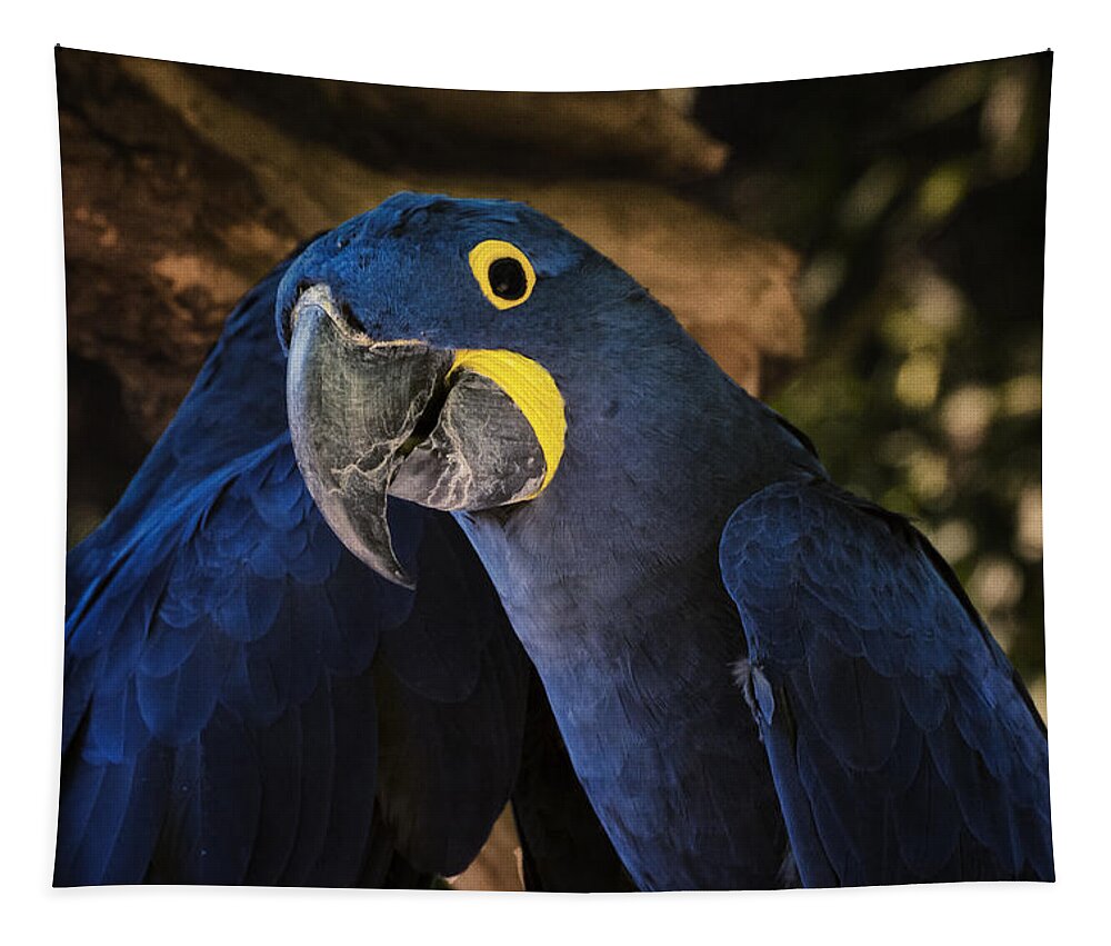 Close Tapestry featuring the photograph Hyacinth Macaw by Joan Carroll