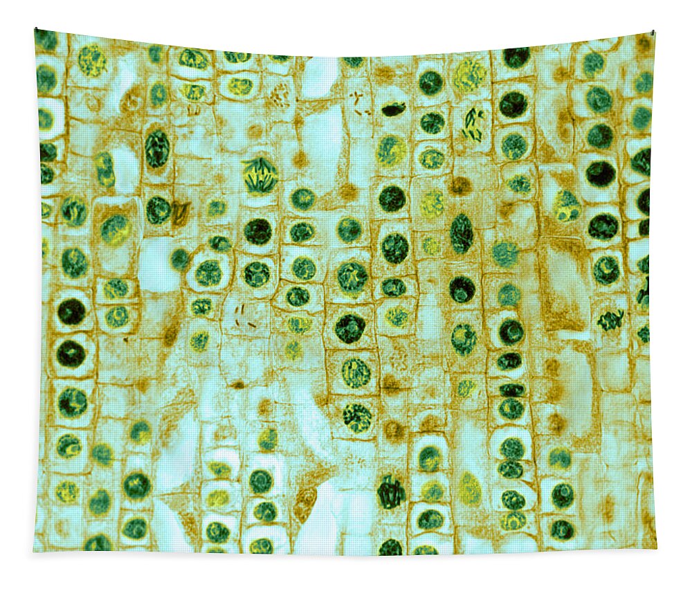 Science Tapestry featuring the photograph Hyacinth Root Tip Cells by Omikron