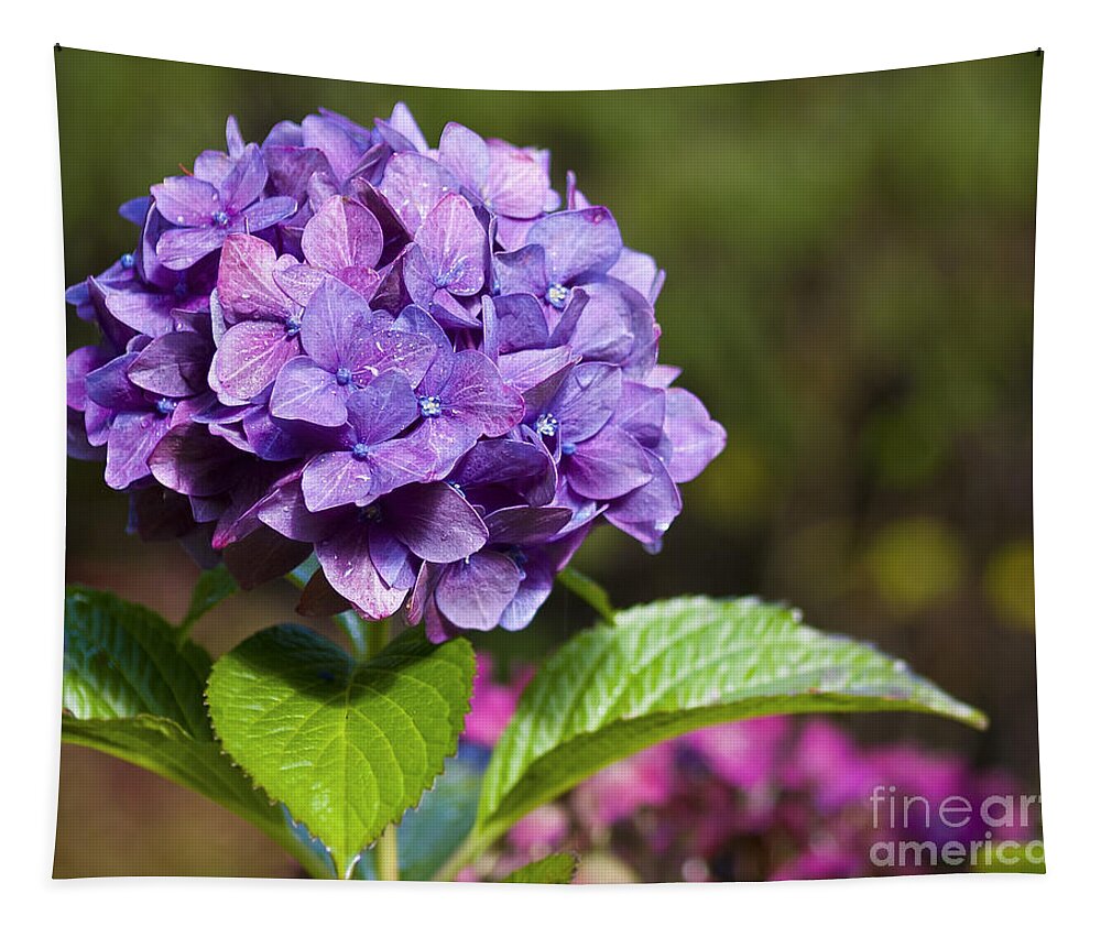 Hydrangea Tapestry featuring the photograph Hydrangea by Belinda Greb