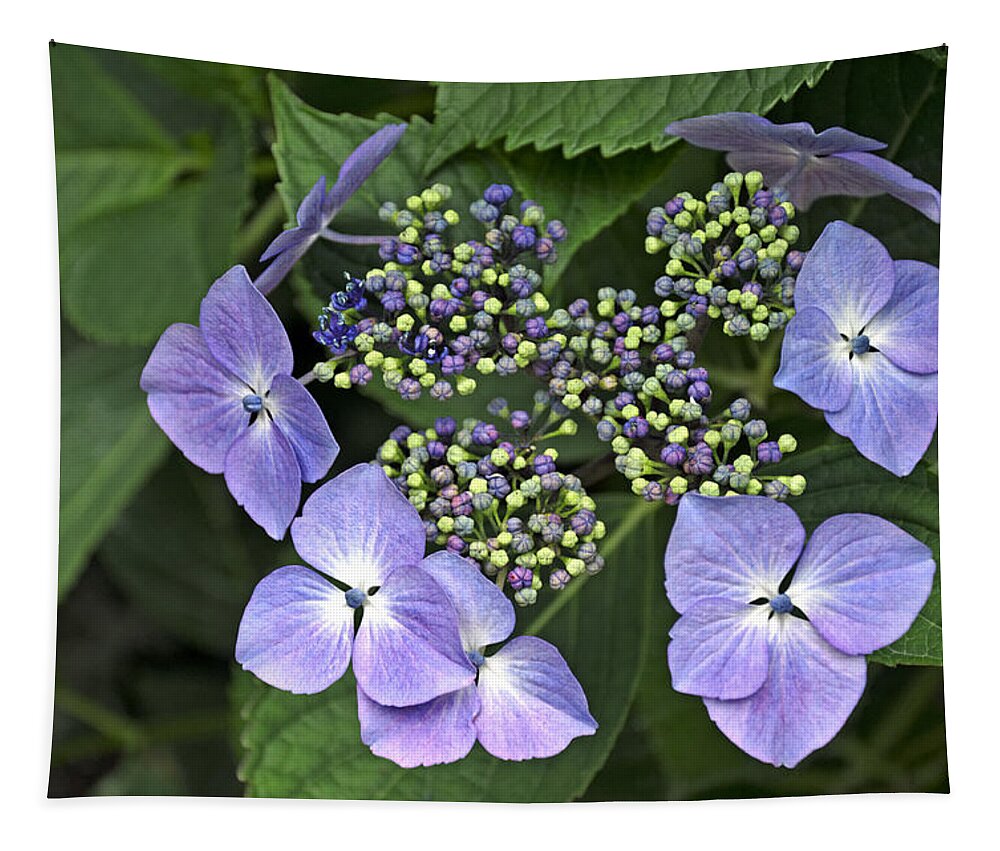 Britain Tapestry featuring the photograph Hydrangea macrophylla 'Blue Wave' by Rod Johnson
